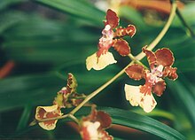 A ve B Larsen orkideleri - Trichocentrum haematochilum 680-17.jpg