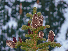 Subalpine fir (Abies lasiocarpa) cones