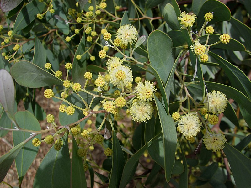 File:Acacia caerulescens.jpg