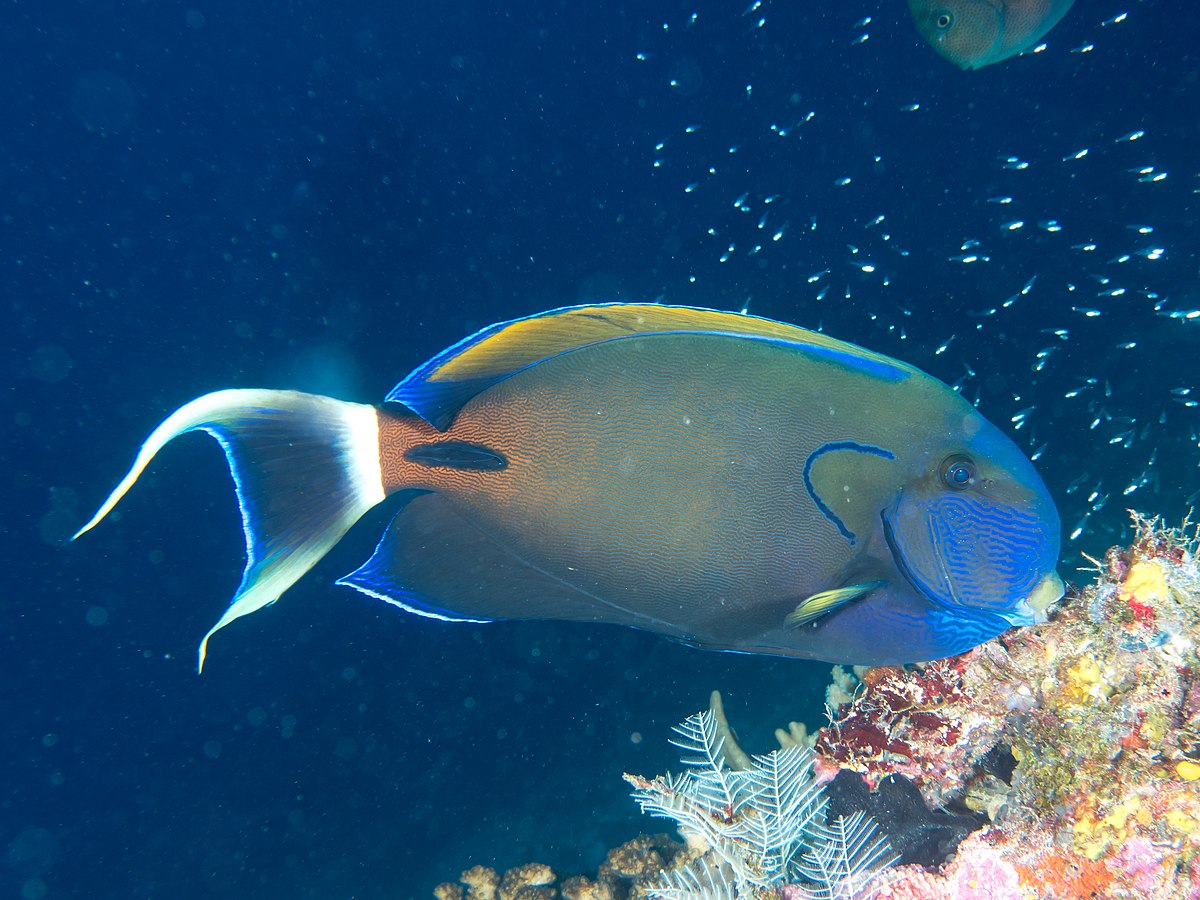 acanthurus fowleri