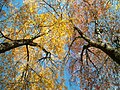Thumbnail for File:Acer Rubrum Red Maple Trees Autumn Newton Massachusetts.jpg