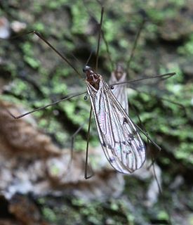 <i>Achyrolimonia decemmaculata</i> Species of fly