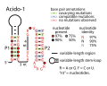 Thumbnail for Acido-1 RNA motif