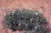 Acleisanthes longiflora