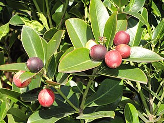 <i>Acokanthera oppositifolia</i> Species of plant