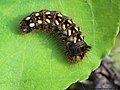 Acronicta rumicis (Linnaeus, 1758)