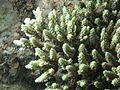 Thumbnail for Acropora aculeus