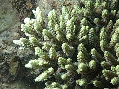 A. aculeuscon pólipos expandidos, en isla Poruma, Estrecho de Torres, Australia