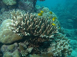 Acropora divaricata