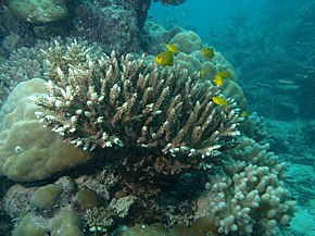 Descripción de la imagen Acropora divaricata, Aureed.JPG.