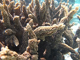 <i>Acropora hemprichii</i> Species of coral