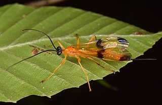 <i>Acrotaphus</i> Genus of wasps