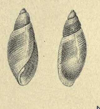 <i>Acteon venustus</i> Species of gastropod