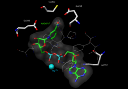 The active site of a human mitochondrial aldehyde dehydrogenase 2. Cys302 and Glu268 interact with the aldehyde substrate. The NAD+ is held in place by multiple residues (shown as wires or sticks).[1]