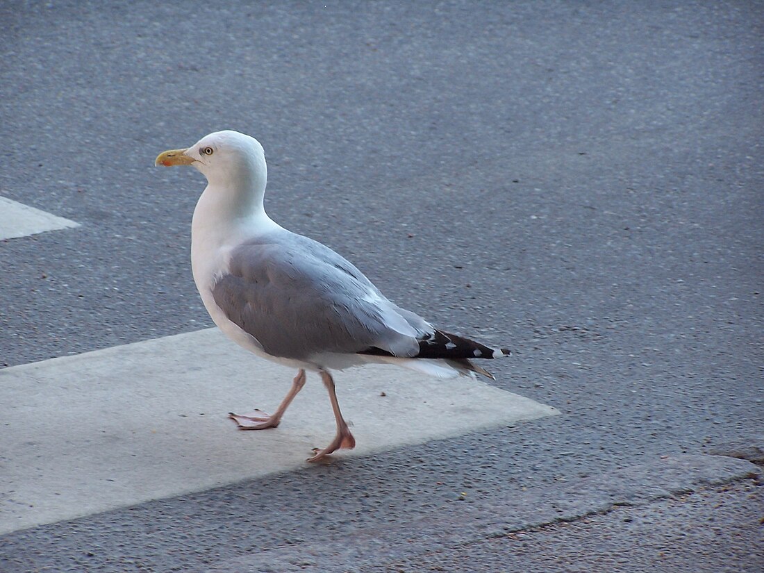 File:Adapted seagull.JPG