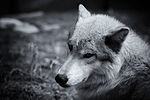 Thumbnail for File:Adara (Canis lupus)2.jpg