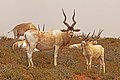 * Nomination Addax (Addax nasomaculatus) --Charlesjsharp 22:38, 18 March 2020 (UTC) * Promotion Good quality --Michielverbeek 23:32, 18 March 2020 (UTC)