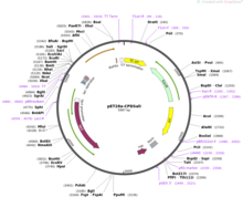 A commonly used plasmid vector, pET28a Addgene-plasmid-38252-sequence-48329-map.png