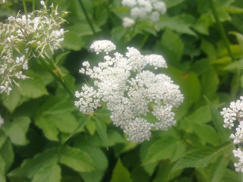 File:Aegopodium podagraria à Grez-Doiceau 002.jpg