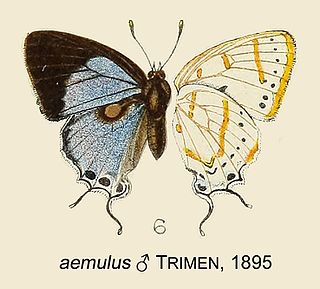 <i>Iolaus aemulus</i> Species of butterfly