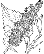 Agastache scrophulariifolia drawing.png