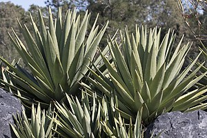 Agave