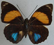 Agrias amydon athenais ab. amarilis (obrezano) .jpg