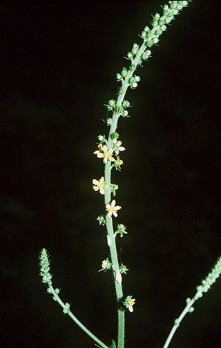 <i>Agrimonia parviflora</i> Species of flowering plant