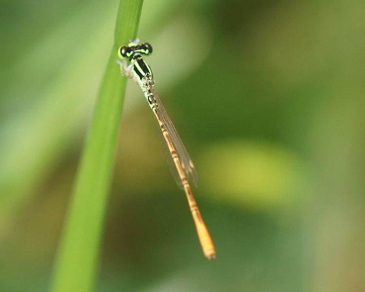 File:Agriocnemis keralensis.jpg