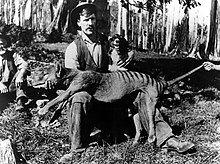 Alb Quarrel posing for a picture with a thylacine he had recently killed; photo from 1921 Alb Quarrell holding his prized thylacine kill.jpg