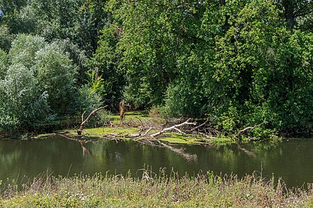 Alluvial forest at the Albkanal Eggenstein-Leopoldshafen