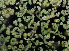 Algae, Microcystis (8741972050) contrasté.jpg