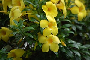 Gold trumpet (Allamanda cathartica)