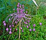 Berglook (Allium carinatum)