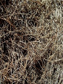 Кора на Allocasuarina inophloia в Ilanot arboretum-RJP.jpg