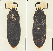 Alloterocucus.jpg