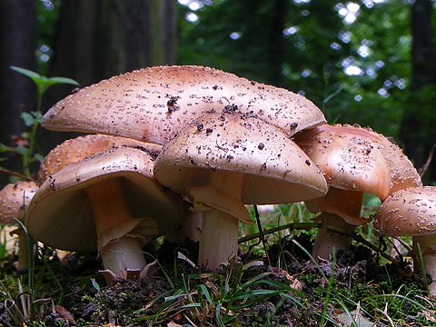 Розовый мухомор съедобный. Гриб Amanita rubescens. Мухомор серо-розовый съедобный. Мухомор краснеющий серо-розовый съедобный. Мухомор серо-розовый и пантерный.