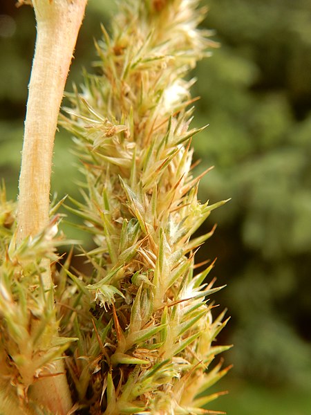 File:Amaranthus hybridus - smooth (slim) amaranth - Flickr - Matt Lavin (9).jpg