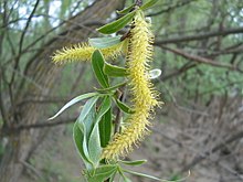 Ament inflorescence.jpg