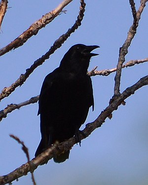 American Crow (Corvus brachyrhynchos)