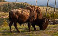 Bizon in Yellowstone National Park