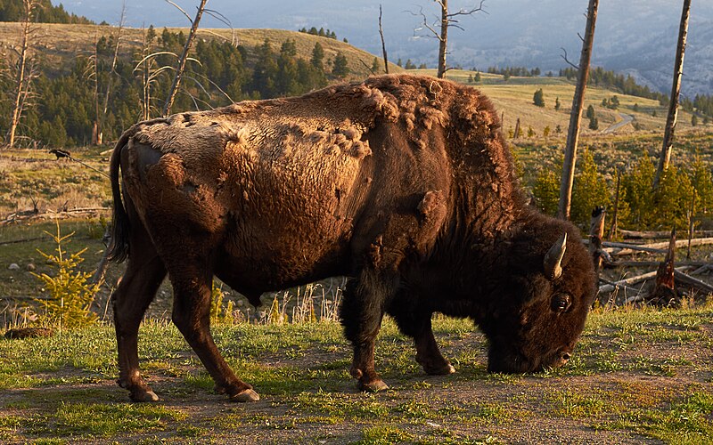 File:American bison in Yellowstone National Park.jpg