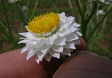 Ammobium alatum.jpg