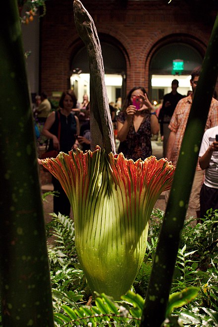 Amorphophallus Titanum Wikiwand