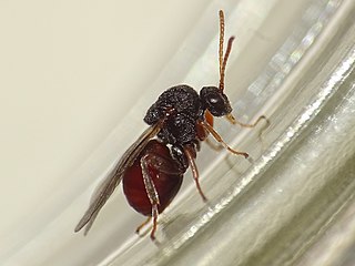 <i>Amphibolips quercusostensackenii</i> Species of wasp