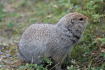 Суслик 7 букв. Длиннохвостый суслик. Urocitellus parryii. Суслик Эверсмана. Длиннохвостого колымского суслика.