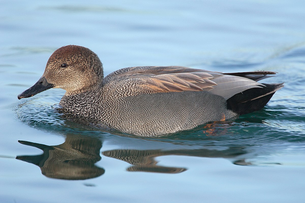 オカヨシガモ - Wikipedia