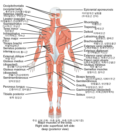 Anatomical terminology muscles enko backside.svg