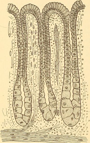 File:Anatomy, physiology and hygiene for high schools (1900) (14781449705).jpg