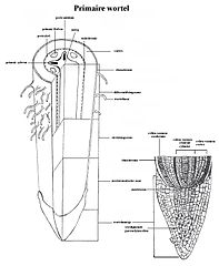 schematische lengtedoorsnede van een primaire wortel